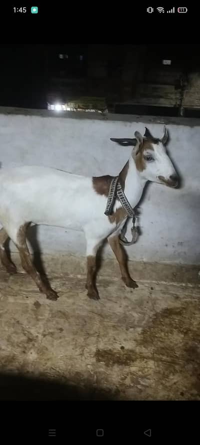 abluck Teddy female
