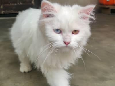 Persian cat for sale