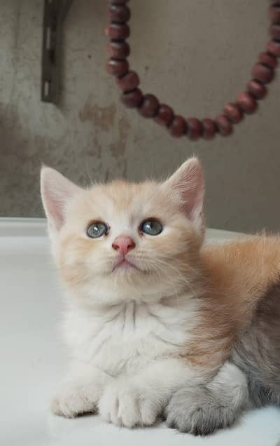 Male Persian kitten  For Sale
