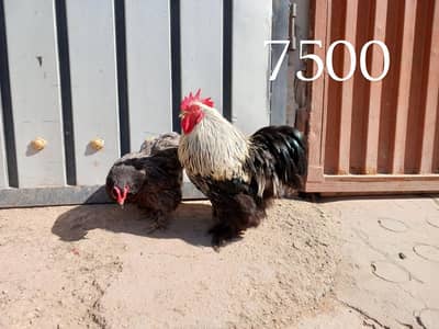 fancy hens pairs