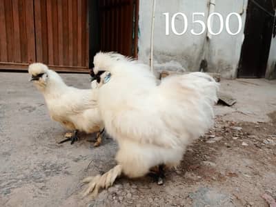 fancy hens pairs sikli blue bantum