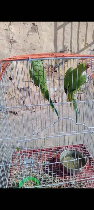 green parrot