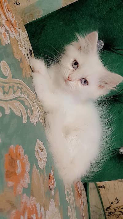 Percian Female Cat