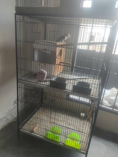parrot with cage for sale