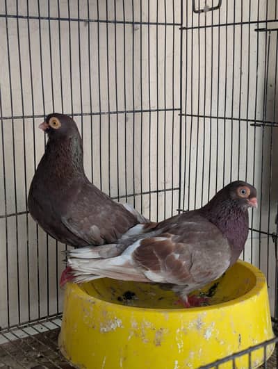 usbak pigeons
