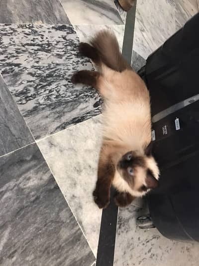 samies cat female age 8 month