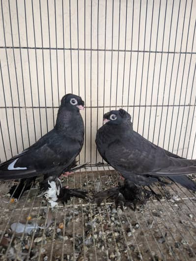 usbak pigeons