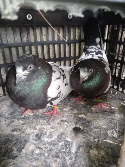Teddy and rampure breedar pair