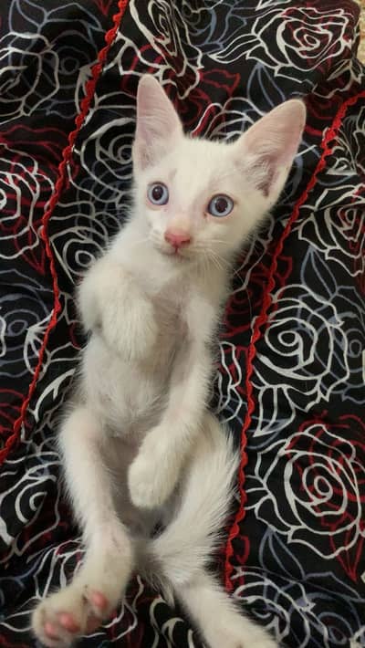 While blue eyed persian kitten