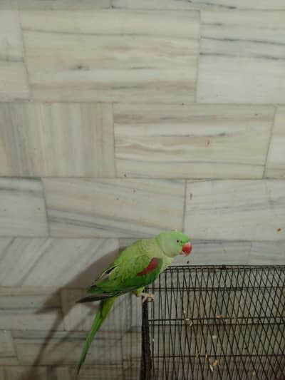 Talking Raw Parrot