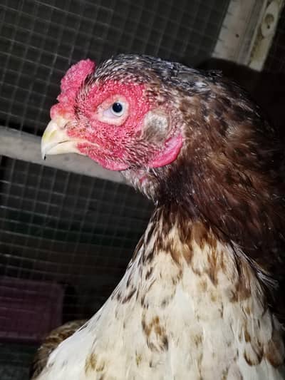 All ok aseel female ready for eggs