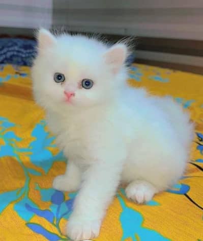 persian cat