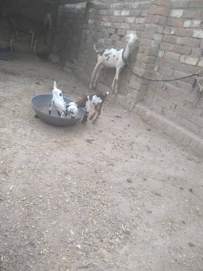 2 dant tedy bakri with 2 female baby