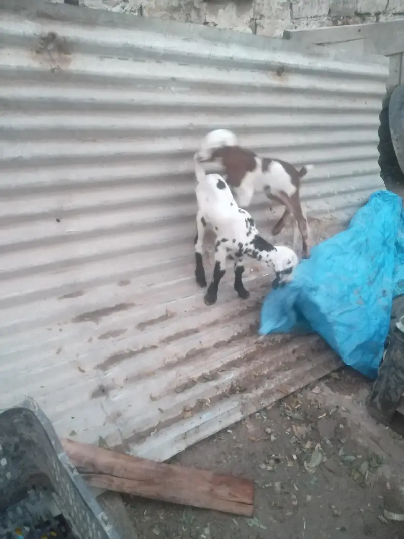 2 dant tedy bakri with 2 female baby — photo 2