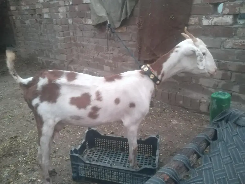 2 dant tedy bakri with 2 female baby — photo 3
