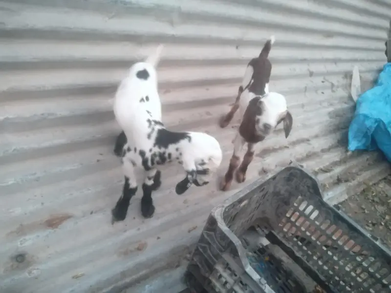 2 dant tedy bakri with 2 female baby — photo 4