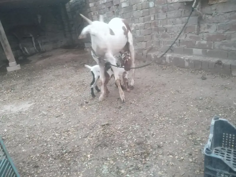 2 dant tedy bakri with 2 female baby — photo 5