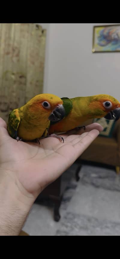 Handtamed Sunconure Pair and Green Cheek Conure