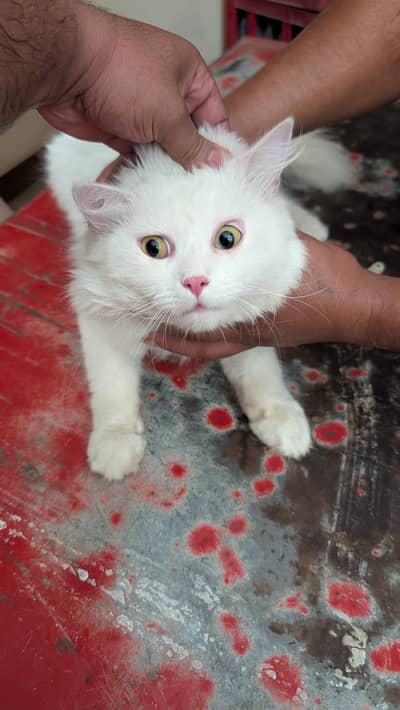white cat  beautiful 