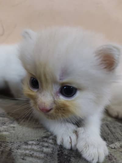5 cat kitten