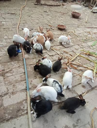 Healthy Home-Raised Rabbits for Sale 