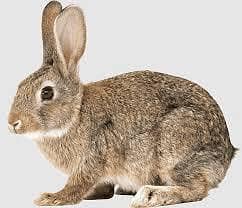 rabbits for sale