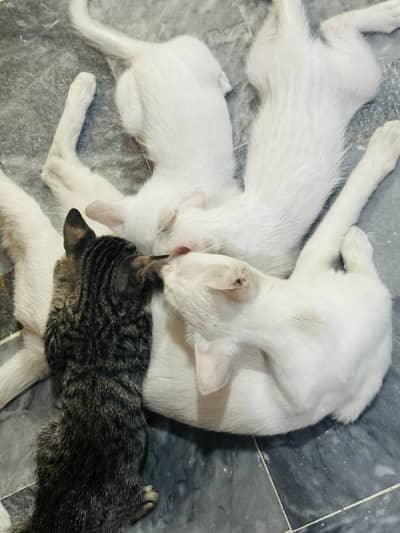 3 kittens and one mother cat for sale