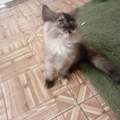 Persian kitten