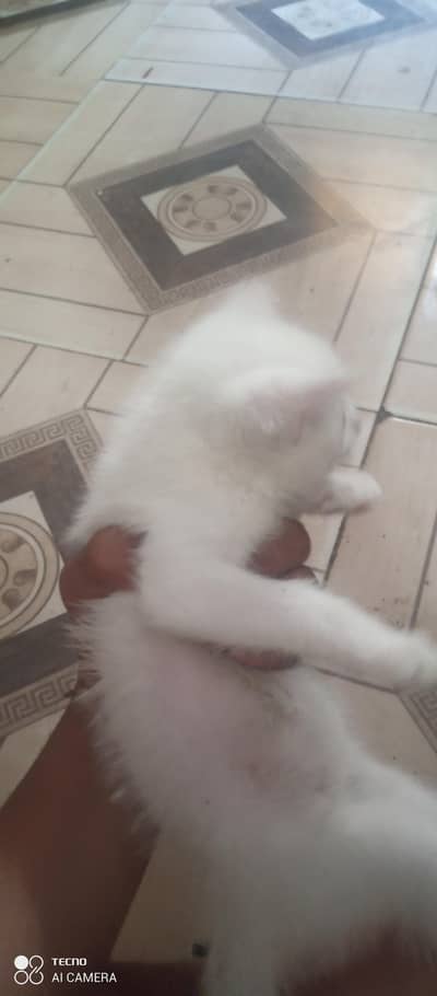 cute percian cat