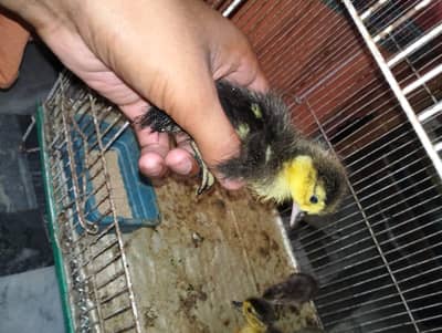 Muscovy ducks chicks / mug ducks chicks