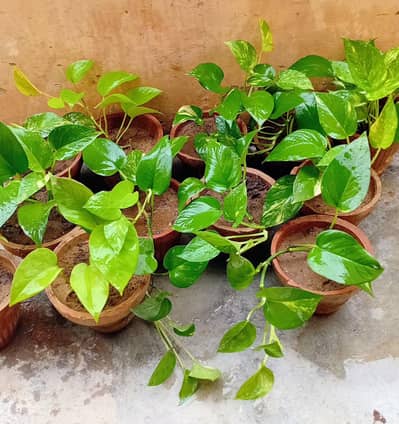 money plant