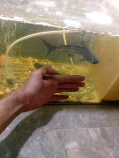 big size bule line shark fish pair
