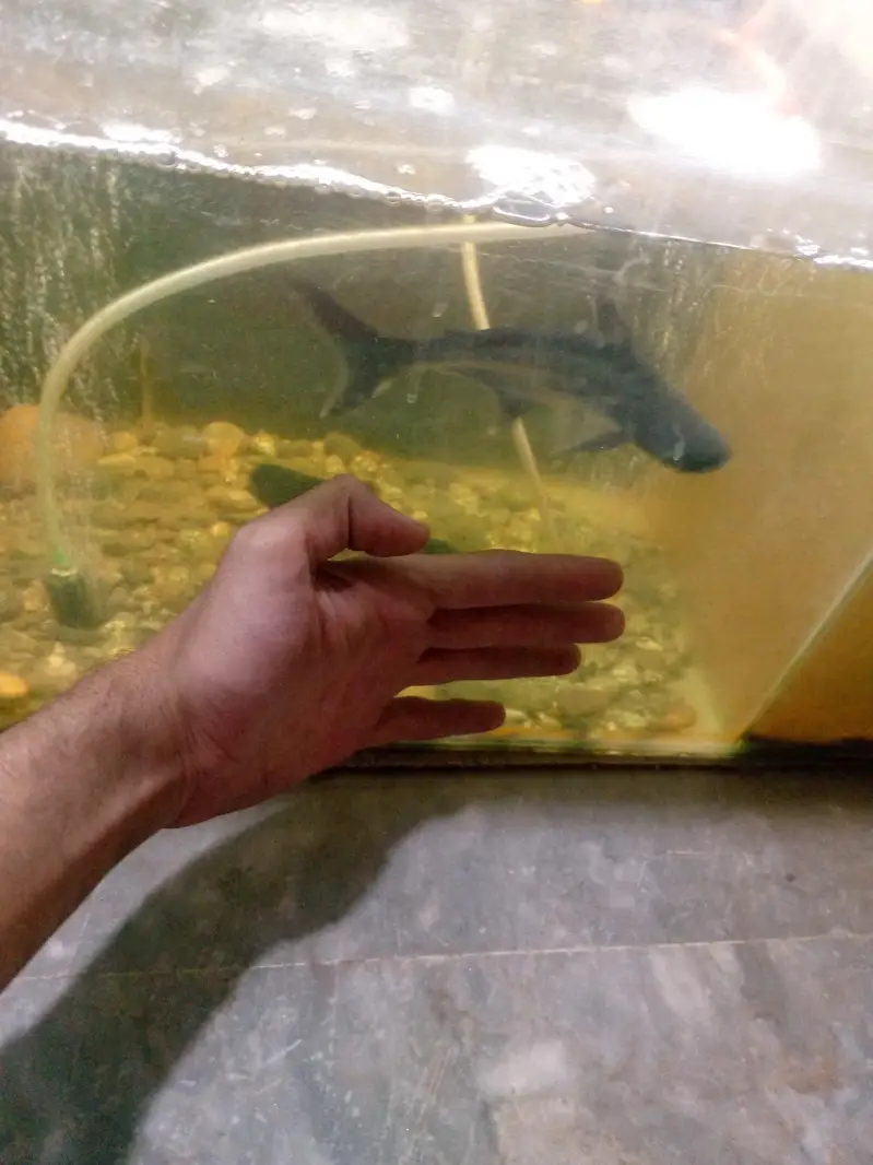 big size bule line shark fish pair