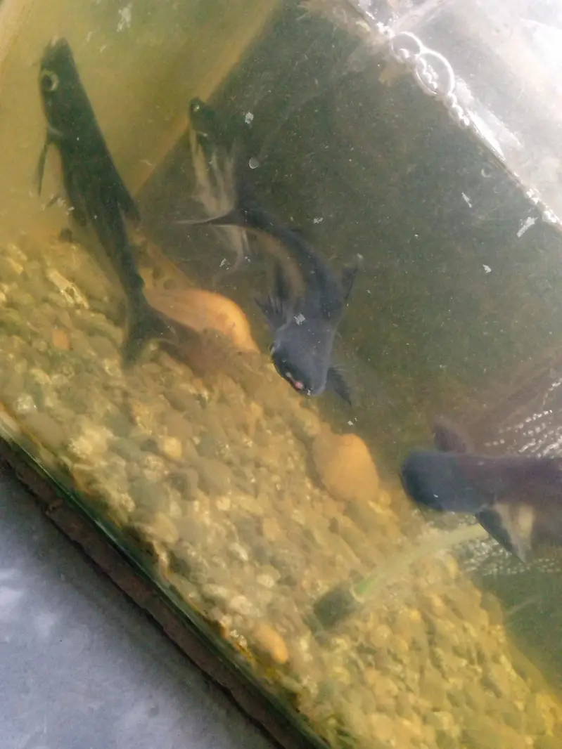 big size bule line shark fish pair — photo 3
