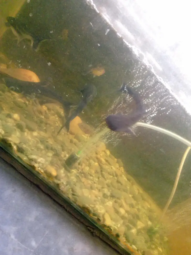 big size bule line shark fish pair — photo 4