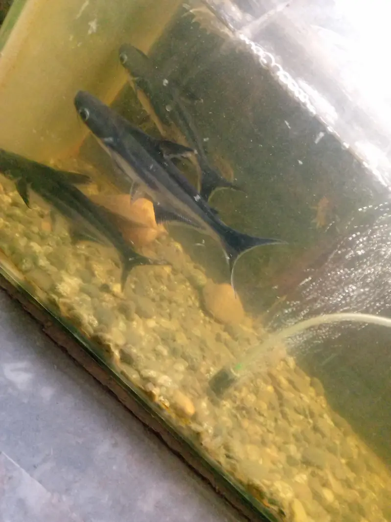 big size bule line shark fish pair — photo 5