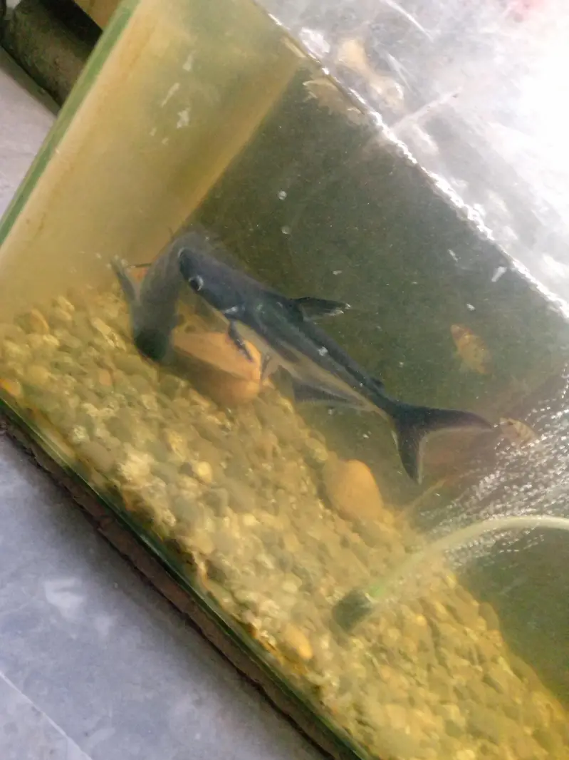 big size bule line shark fish pair — photo 6