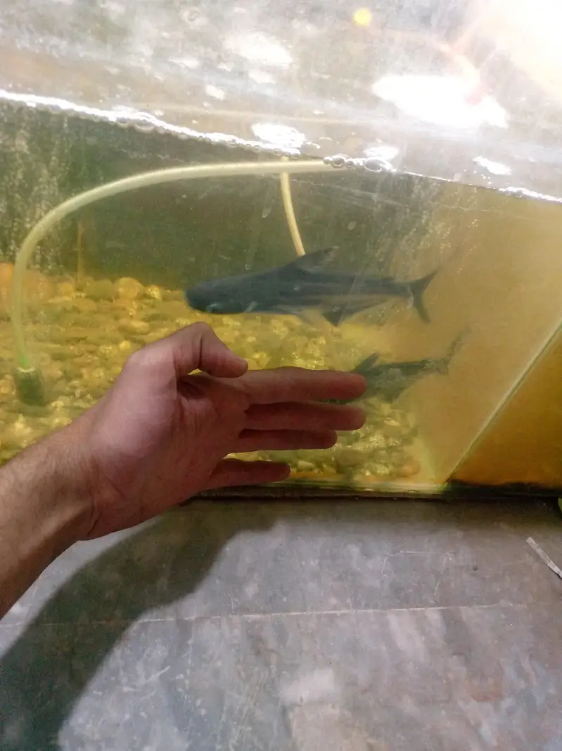 big size bule line shark fish pair — photo 7