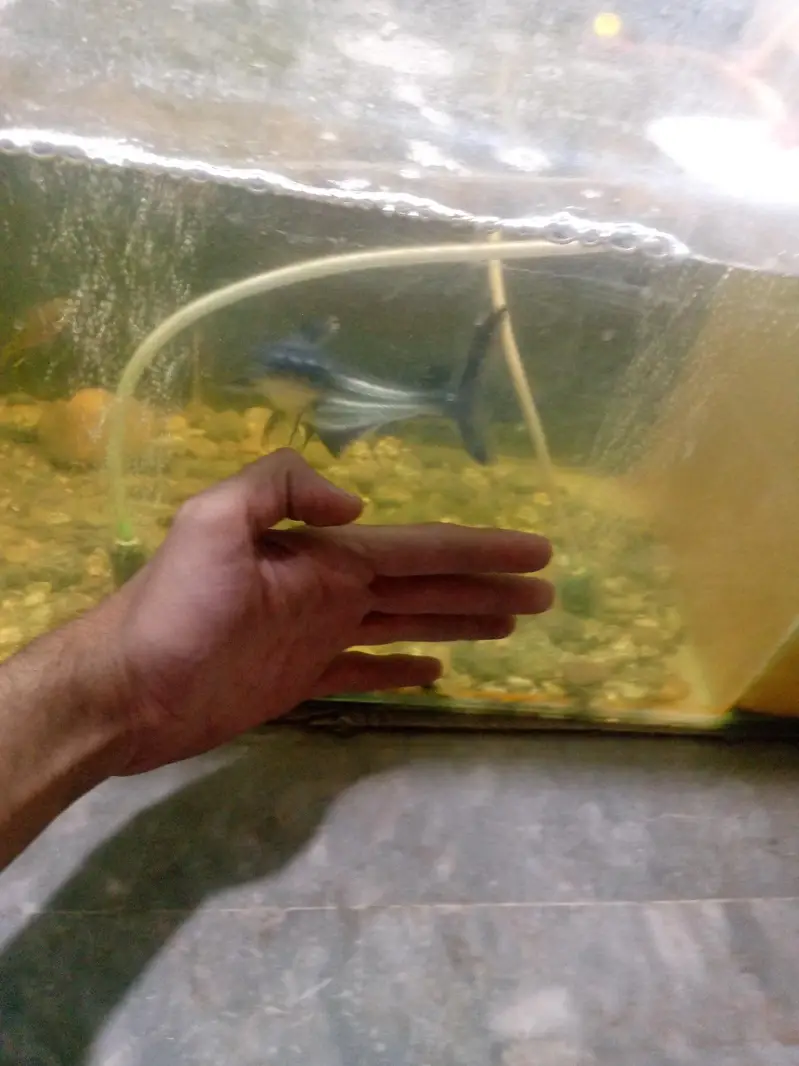 big size bule line shark fish pair — photo 8