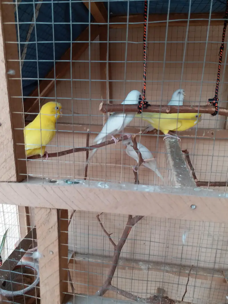 Red eyes Australian — photo 2