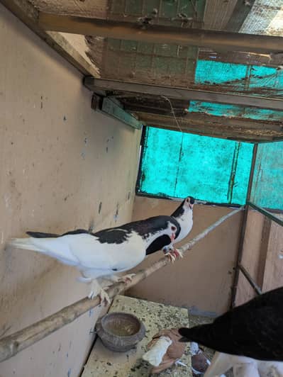 Sherazi breeder pair healthy