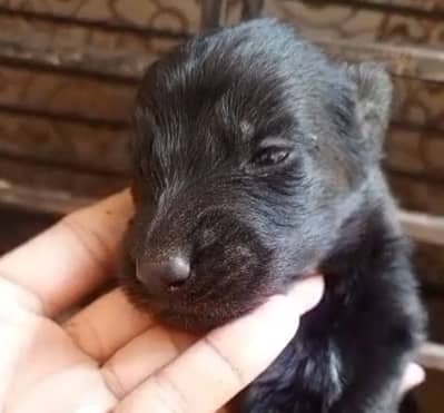 german shepherd puppies