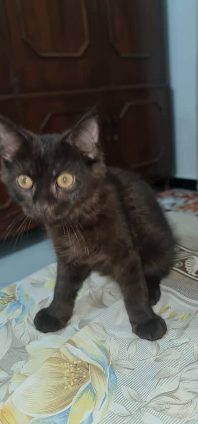 1.5 months kitten in brownish black colour