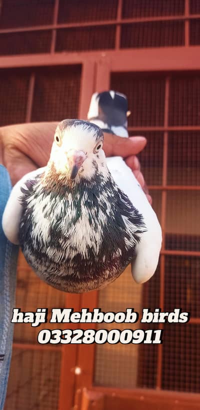 teddy kabooter Taddi pigeon