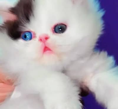 (Persian female kitten) (for sale all) (Pakistan delivery available)