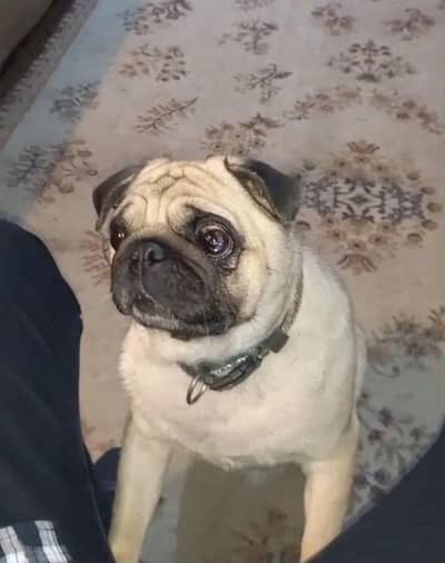 male pug for sale