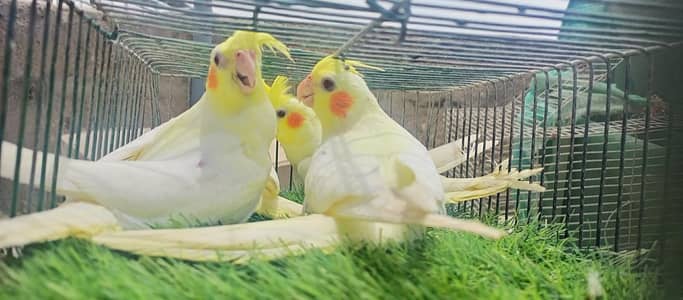 cream red eyes Cocktails For home Breed Available. .