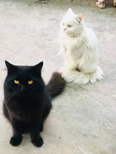 2 male cat 1 white 1 black