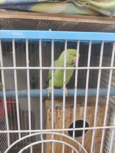 Brigder pair with big cage