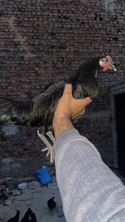 Austrolorp chickens